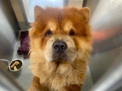 Photo of Leo, adoptable senior Chow Chow in Orange, California