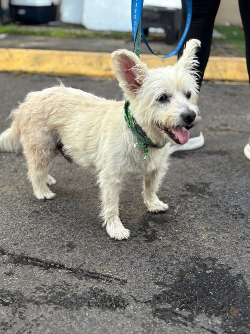 Photo of Quing, adoptable senior Terrier in Margate, Florida