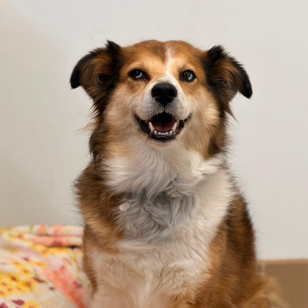 Photo of Dooley, adoptable senior Collie, Rough / Husky, Siberian in Kanab, Utah