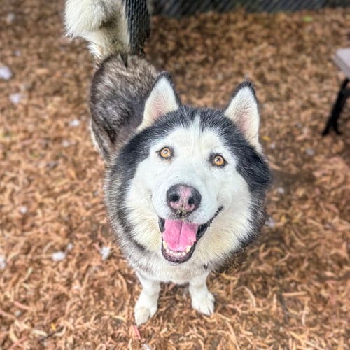 Photo of Oban, adoptable senior Alaskan Malamute in Oakland, California