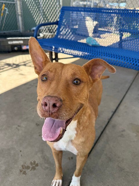 Photo of Apricot, adoptable senior Pit Bull Terrier in Chula Vista, California