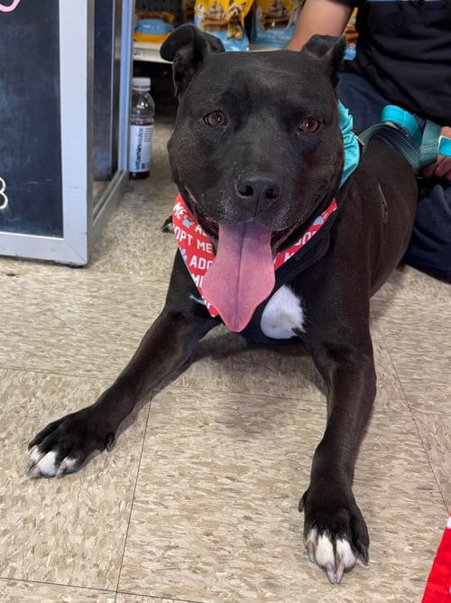 Tootsie, adoptable senior American Pit Bull Terrier in Germantown, OH