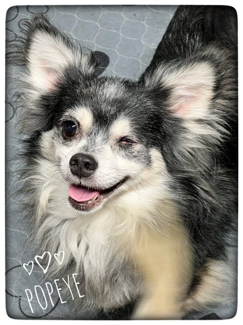 Photo of Popeye, adoptable senior Chihuahua in North Babylon, New York