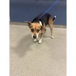 Photo of Max, adoptable senior Terrier (Unknown Type, Medium) in Doral, Florida