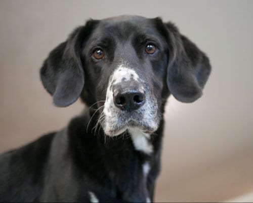 Photo of Franco, adoptable senior Plott Hound in Sequim, Washington