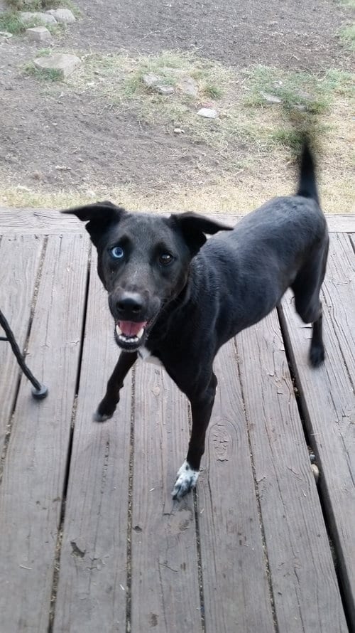 Milan, adoptable senior Border Collie in Pipe Creek, TX