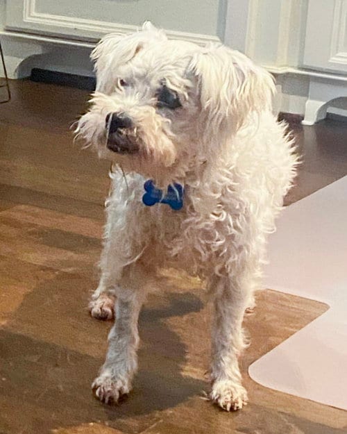 Photo of Scout, adoptable senior Poodle (Miniature) in Corona, California