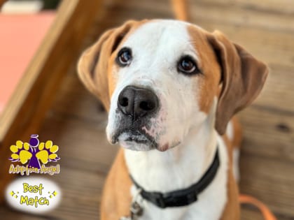 Photo of Ruger, adoptable senior dog in Georgetown, Texas