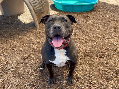 Photo of Mimi, adoptable senior Pit Bull Terrier in Orange, California