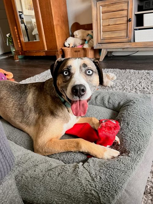 Photo of Coco, adoptable senior Shepherd in Woodland Hills, California