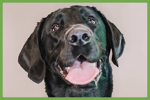 Photo of Nova, adoptable senior Labrador Retriever in Amherst, Massachusetts
