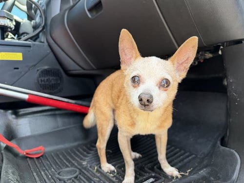 Photo of Quincy, adoptable senior Chihuahua in Grand Prairie, Texas
