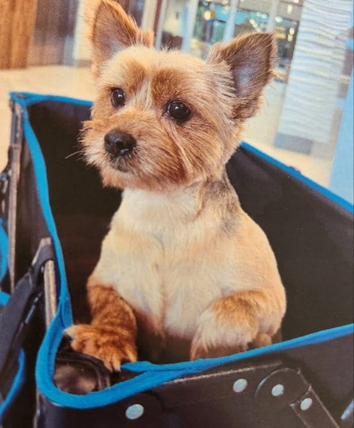 Photo of Pablo, adoptable senior Yorkshire Terrier Yorkie in Fairfax, Virginia