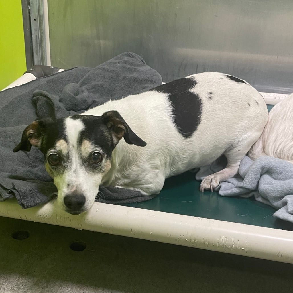 Photo of Pongo, adoptable senior Terrier, Jack Russell / Dachshund in Spokane, Washington