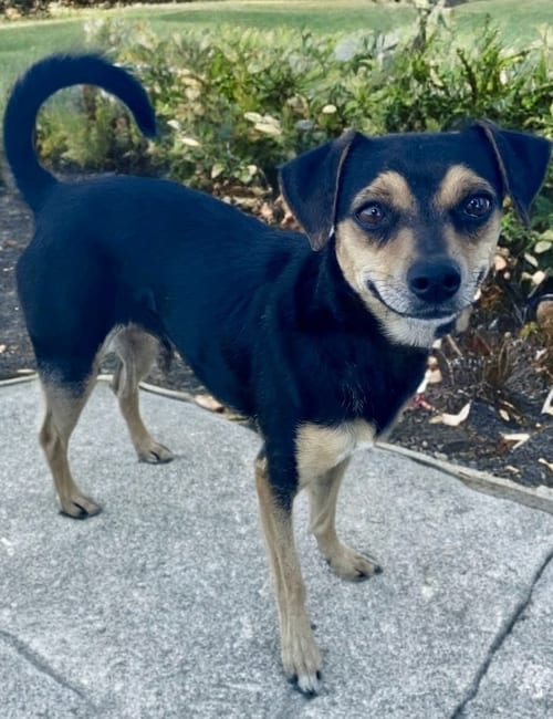 Photo of Chico, adoptable senior Chihuahua in Newport Beach, California