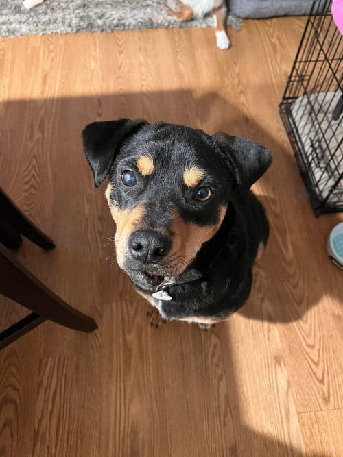 Photo of Dixby Daxby (TX), adoptable senior Rottweiler in New York, New York