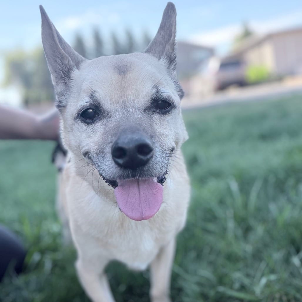 Photo of Carlito, adoptable senior Mixed Breed (Small) in Medford, Oregon