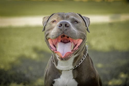JUNIOR #5, adoptable senior Staffordshire Bull Terrier in Chandler, AZ