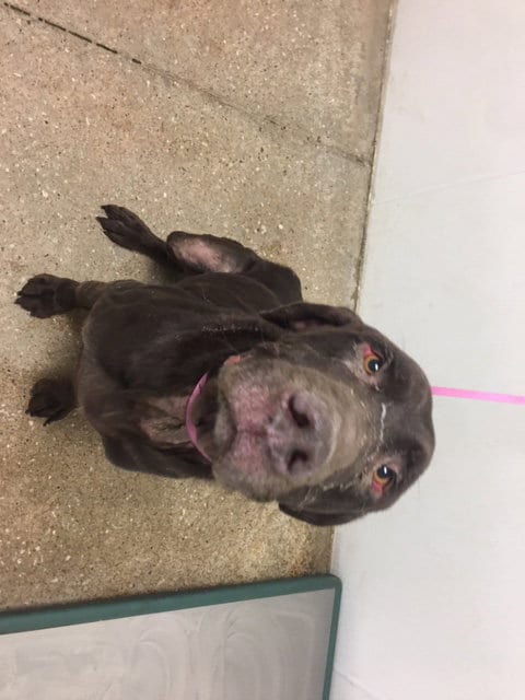 CHANCE, adoptable senior Labrador Retriever in Lawrence, KS