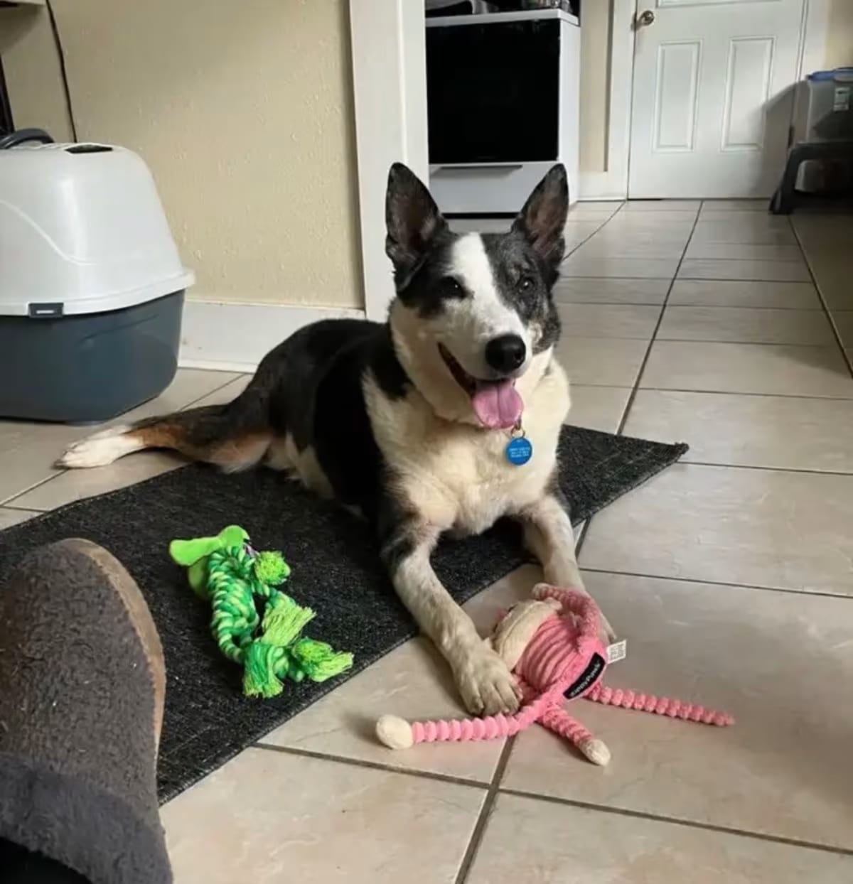 Photo of Jake, adoptable senior Australian Shepherd in New Orleans, Louisiana