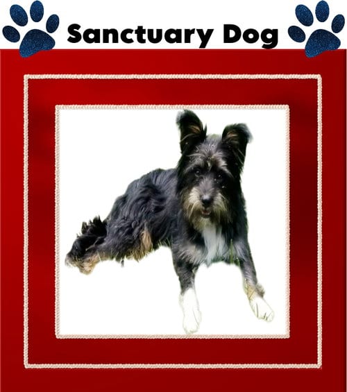 Freebie Ouderkirk, adoptable senior Terrier in Cuba, NY