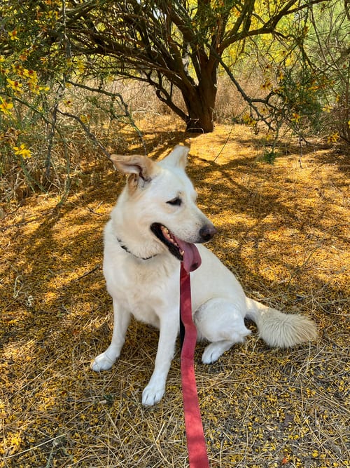 Twinkle, adoptable senior Labrador Retriever in San Diego, CA