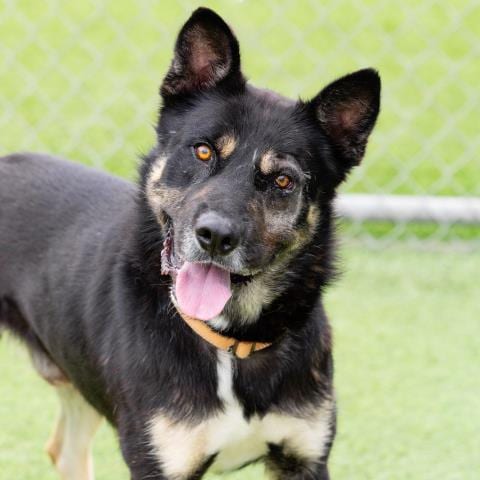 Photo of Roberto, adoptable senior German Shepherd Dog in Camarillo, California