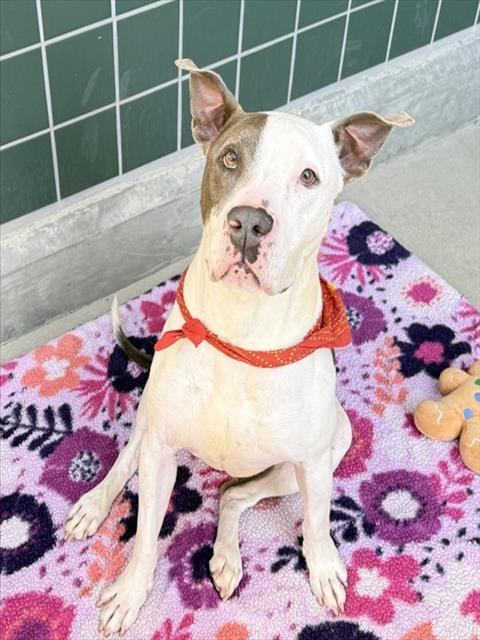 Photo of Ace, adoptable senior Pit Bull Terrier in Rancho Cucamonga, California