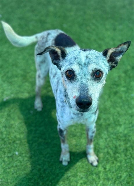 Photo of Spot, adoptable senior Chihuahua in Agoura, California