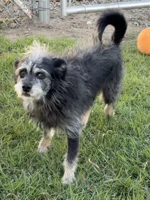 Photo of Traffic, adoptable senior Terrier in San Bernardino, California