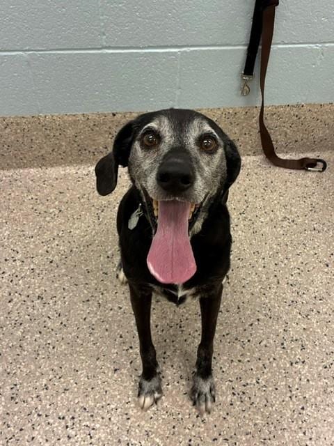 Photo of Ammo, adoptable senior Plott Hound in Brighton, Colorado