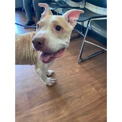 Photo of Jug Head, adoptable senior Mixed Breed (Medium) in Baton Rouge, Louisiana