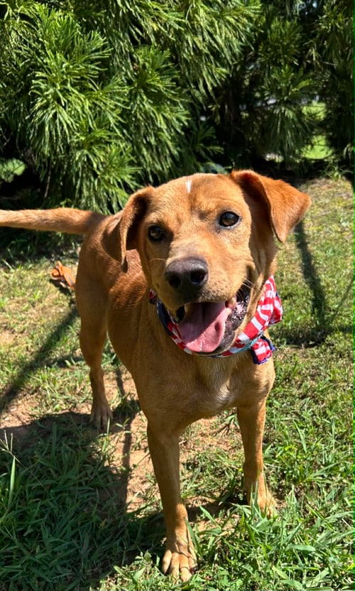 Photo of Bailey, adoptable senior Hound in Herndon, Virginia