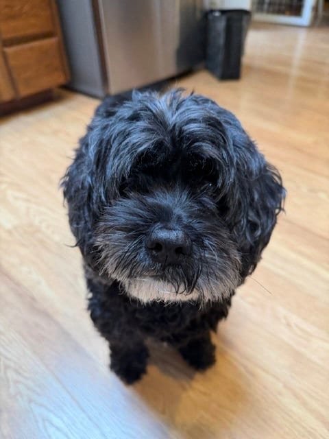 Photo of Benz, adoptable senior Cocker Spaniel in Bellevue, Washington