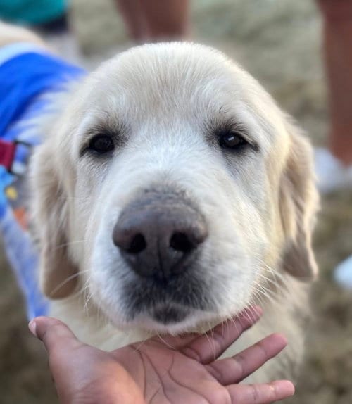 Photo of Jamie, adoptable senior Great Pyrenees in Dallas, Texas