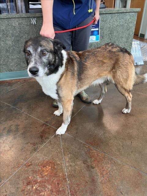 Photo of Cosmo, adoptable senior Belgian Shepherd Malinois in Lacombe, Louisiana