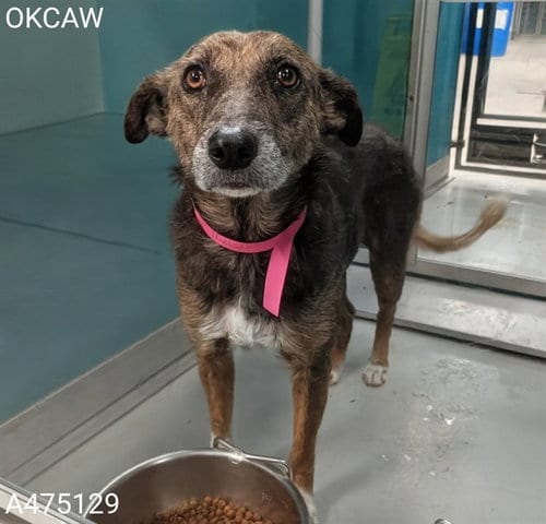Photo of Miya, adoptable senior Terrier in Oklahoma City, Oklahoma