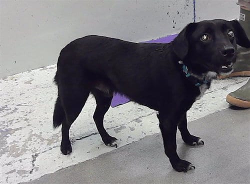 Photo of Bentley, adoptable senior Labrador Retriever in Houston, Texas