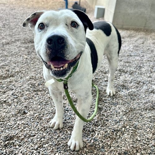 Photo of Jersey, adoptable senior American Pit Bull Terrier in Mesa, Arizona