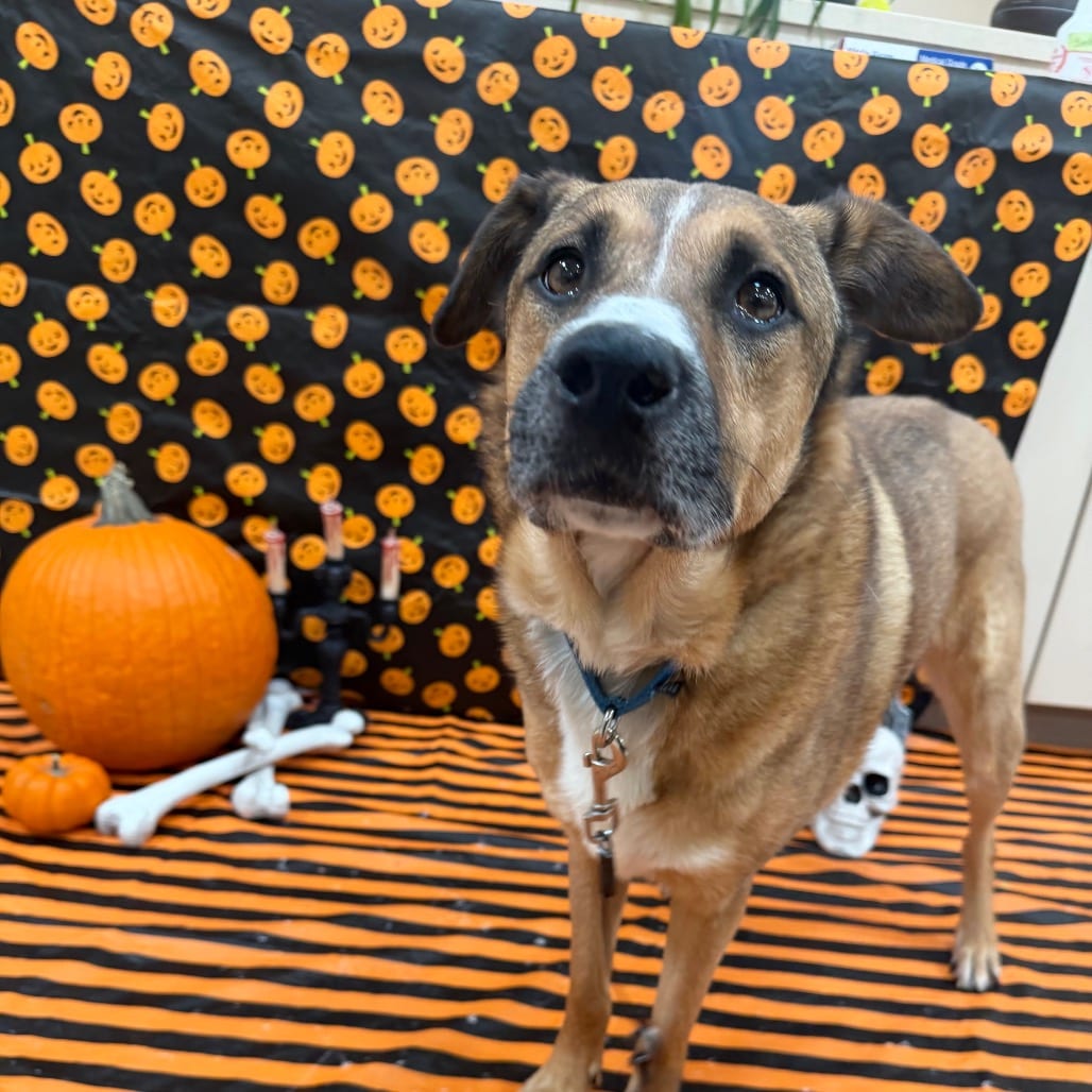 Photo of Mateo, adoptable senior Shepherd / Mix in Kanab, Utah