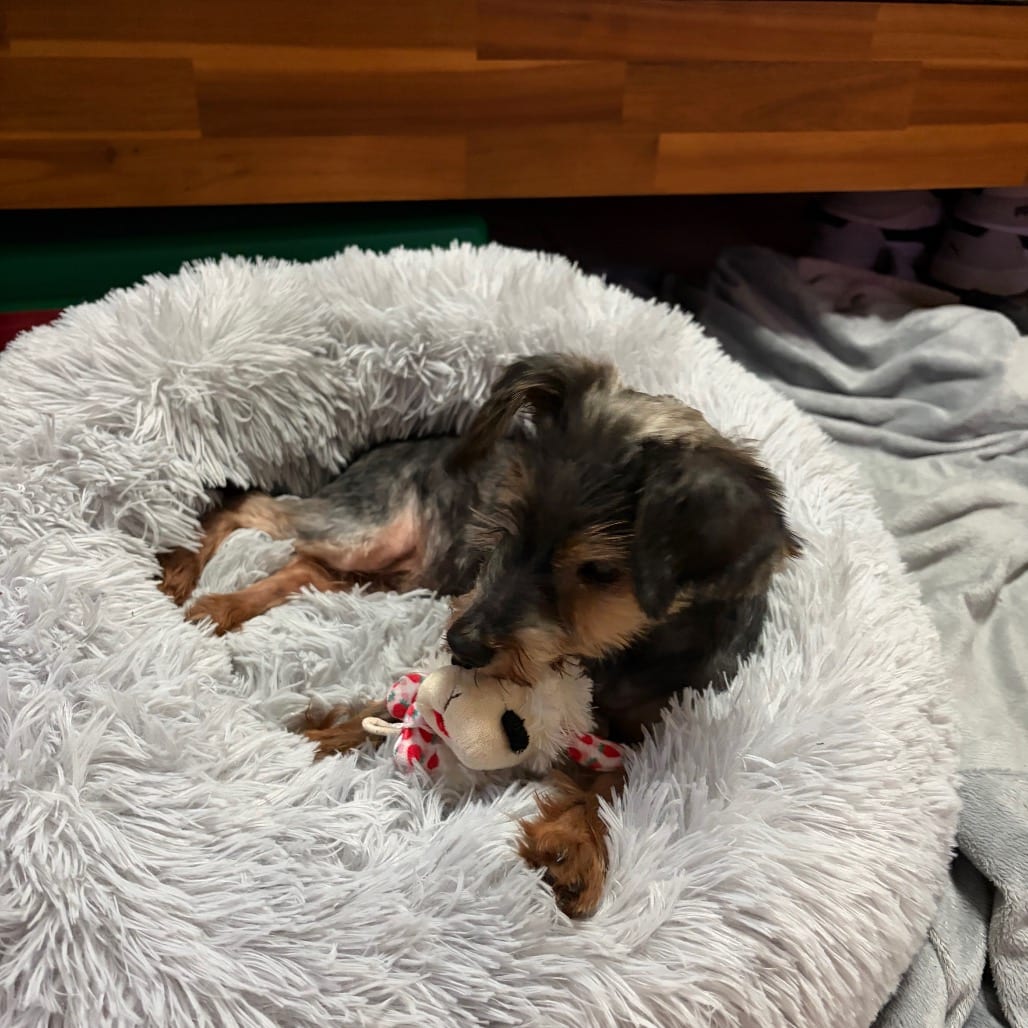 Photo of Davy Jones, adoptable senior Terrier, Yorkshire, Yorkie in Houston, Texas