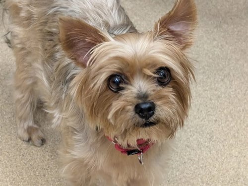 Photo of Moccasin, adoptable senior Yorkshire Terrier Yorkie in San Clemente, California