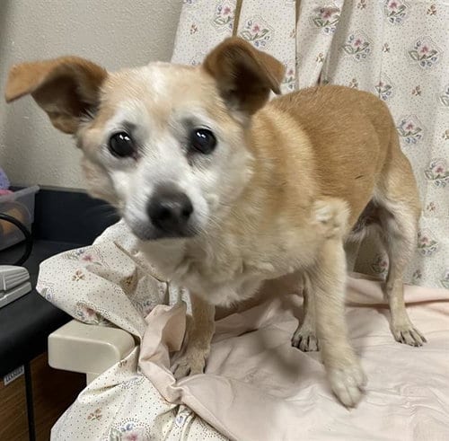 Photo of Bailey, adoptable senior Chihuahua in Modesto, California