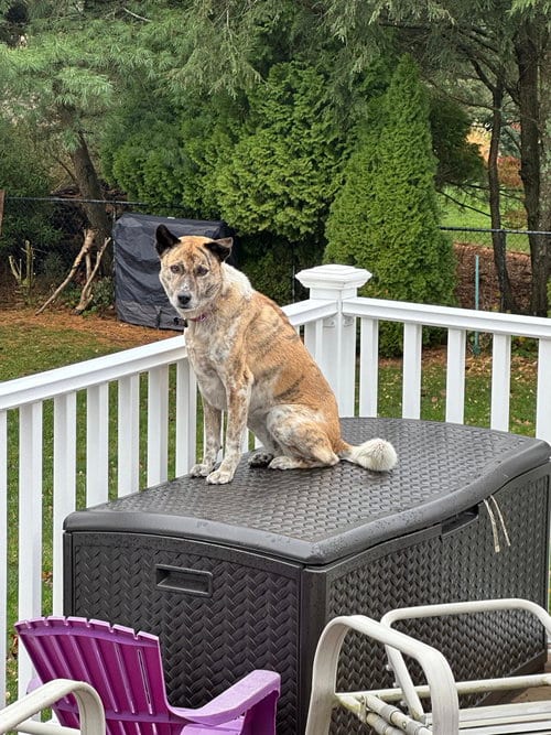 Photo of Gili, adoptable senior Akita in Brewster, New York