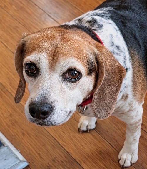 Photo of Theresa, adoptable senior Beagle in Dunnellon, Florida