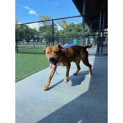 Photo of Bone, adoptable senior American Pit Bull Terrier in Baton Rouge, Louisiana