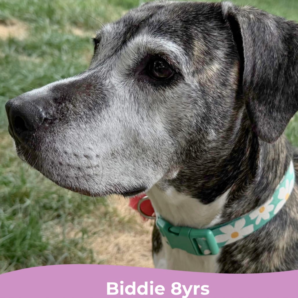 Photo of Biddie, adoptable senior Hound, Plott in Maryland, Maryland