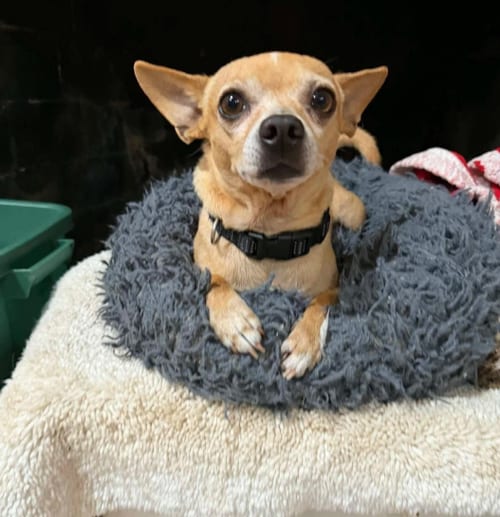 Photo of Simba in TX, adoptable senior Chihuahua in Cranston, Rhode Island