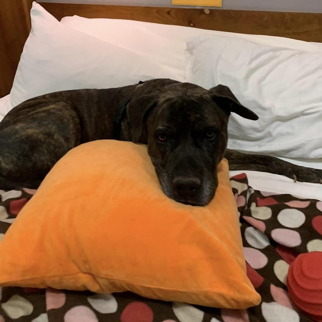 Photo of Buzz Lightyear, adoptable senior Terrier, American Staffordshire / Mix in Kanab, Utah