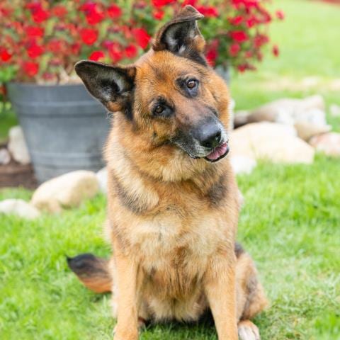 Photo of Sascha, adoptable senior German Shepherd Dog in Camarillo, California